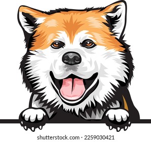 Akita Color Peeking Dogs. Color image of a dogs head isolated on a white background. Dog portrait, Vector illustration