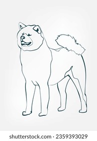Akita dog breed animal vector line art one line sketch outline