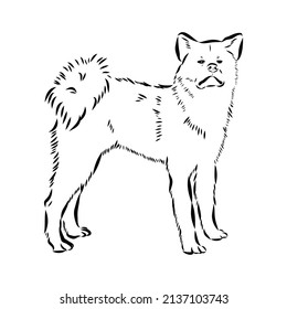 Akita dog face - isolated vector illustration akita inu dog vector