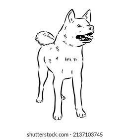 Akita dog face - isolated vector illustration akita inu dog vector