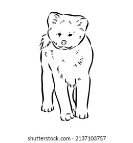 Akita dog face - isolated vector illustration akita inu dog vector