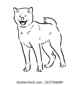 Akita dog face - isolated vector illustration akita inu dog vector