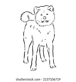 Akita dog face - isolated vector illustration akita inu dog vector