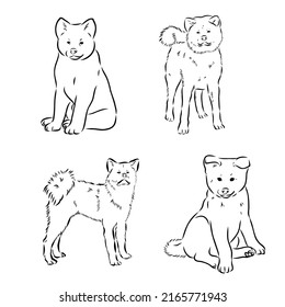 Akita dog face - isolated vector illustration akita inu dog vector