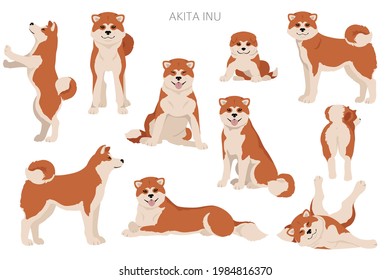 Akita Inu all colours clipart. Different coat colors set. Vector illustration