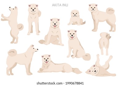 Akita Inu all colours clipart. Different coat colors set. Vector illustration