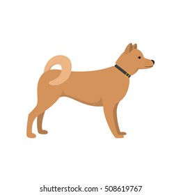 Akita Inu - dog asian breed on white background. Vector illustration