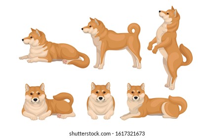 Raza de perro Akita Inu en un conjunto de vectores de Poses