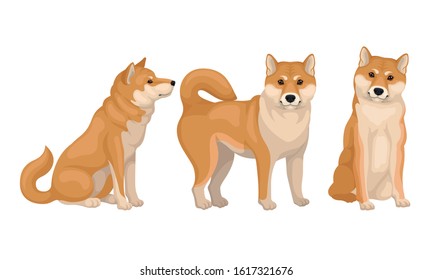 Akita Inu Dog Breed in Different Poses Vector Set