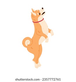 Akita Inu Dog and Domestic Animal or Pet Stand on Hind Legs Vector Illustration