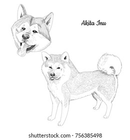 Akita Inu dog sketch isolated. Sled dog breed hand drawn dog portrait.