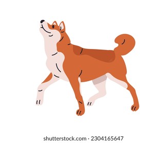 Akita Inu, Japanese dog breed. Cute obedient doggy looking up. Canine animal in action. Purebred graceful friendly puppy, companion pet. Flat vector illustration isolated on white background