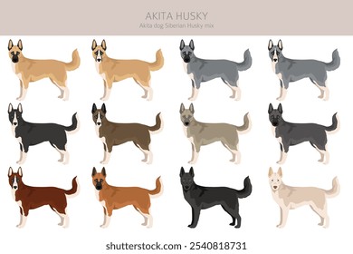 Akita Inu Siberian Husky mix. Akita Husky clipart. Different coat colors set.  Vector illustration