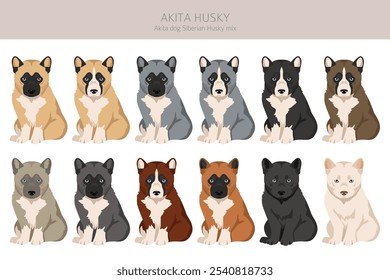 Akita Inu Siberian Husky mix. Akita Husky clipart. Different coat colors set.  Vector illustration