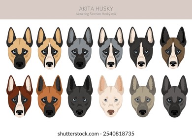 Akita Inu Siberian Husky mix. Akita Husky clipart. Different coat colors set.  Vector illustration