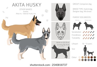 Akita Inu Siberian Husky mix. Akita Husky clipart. Different coat colors set.  Vector illustration