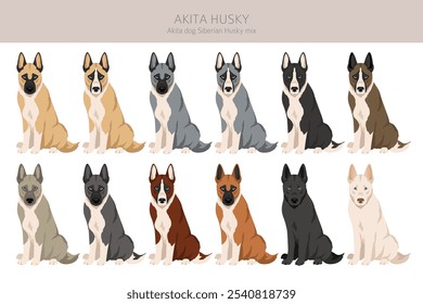 Akita Inu Siberian Husky mix. Akita Husky clipart. Different coat colors set.  Vector illustration