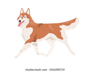 Akita Inu walking with tongue hanging out. Smiling adorable doggy. Happy Alaskan Malamute going. Colored flat vector illustration isolated on white background