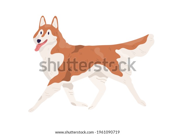 Akita Inu Walking Tongue Hanging Out Stock Vector (Royalty Free