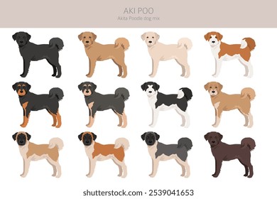 Akita Poodle-Mix. Aki Poo clipart. Verschiedene Fellfarben eingestellt.  Vektorgrafik