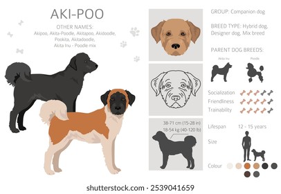 Akita Poodle-Mix. Aki Poo clipart. Verschiedene Fellfarben eingestellt.  Vektorgrafik