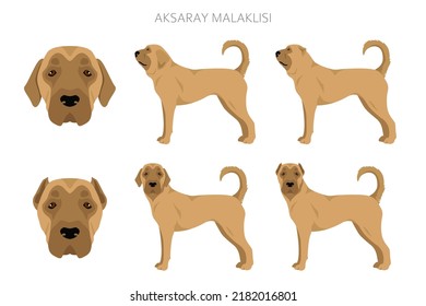 Aksaray Malaklisi clipart. Different poses, coat colors set.  Vector illustration