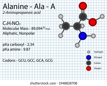 Alanine Ala Amino Acid Molecular Formula Stock Vector (Royalty Free ...