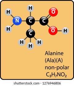 Alanine Amino Acid Molecule Ball and Stick Structure