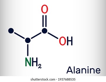 Alanine, L-alanine, Ala, A molecule. It is non-essential amino acid. Structural chemical formula Skeletal chemical formula. Vector illustration