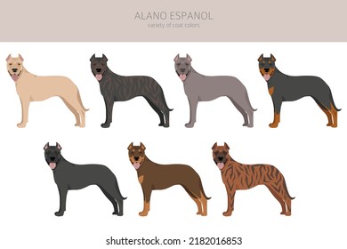 Alano Espanol clipart. Different poses, coat colors set.  Vector illustration