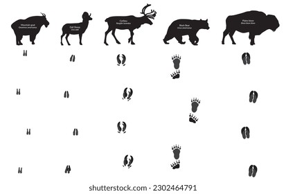 Alaska animals and their foot prints, tracks and walks