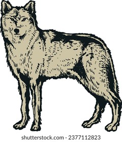 Alaska fox vintage illustraion isolated on a white background vector design