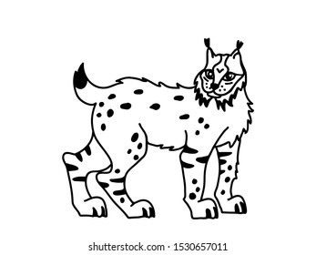 Alaska lynx vector illustration. Line drawing of a big cat.