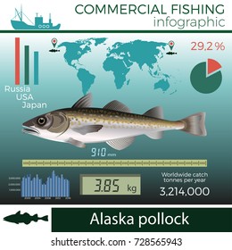 Alaska pollock fish infographic, commercial fishing, vector illustration.