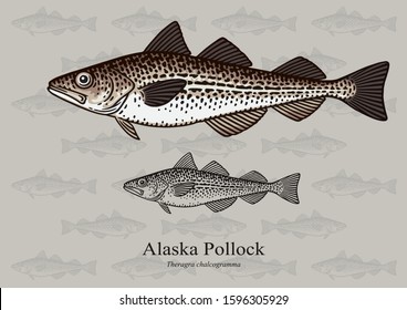 Alaska Pollock, Mintai. Vector illustration with refined details and optimized stroke that allows the image to be used in small sizes (in packaging design, decoration, educational graphics, etc.)
