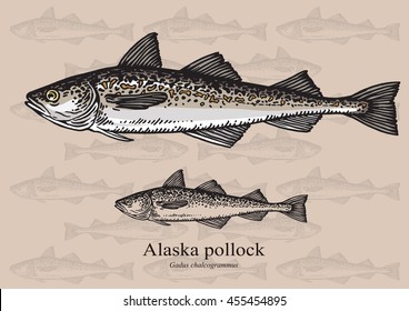 Alaska pollock, Mintai. Vector illustration with refined details and optimized stroke that allows the image to be used in small sizes (in packaging design, decoration, educational graphics, etc.)