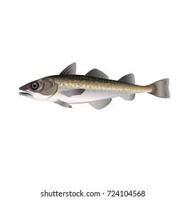 Alaska Pollock. Vector Illustration On The White Background