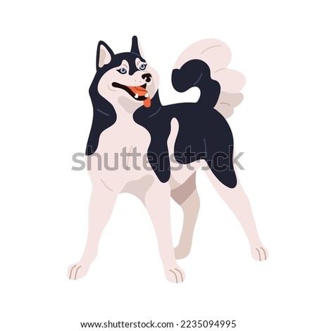 Alaskan husky breed, pedigree. Happy cute dog. Adorable canine animal standing. Lovely pretty bicolor doggy. Beautiful purebred pet. Flat vector illustration isolated on white background.