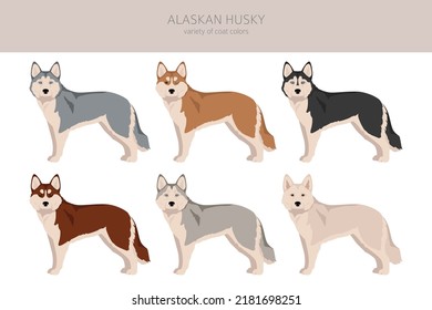 Alaskan husky clipart. Different poses, coat colors set.  Vector illustration