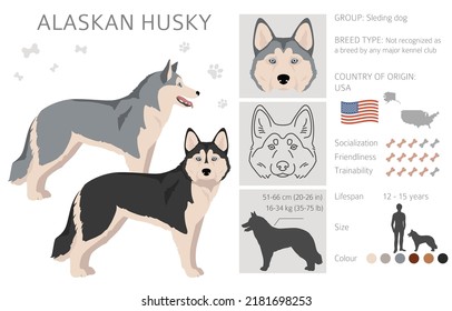 Alaskan husky clipart. Different poses, coat colors set.  Vector illustration