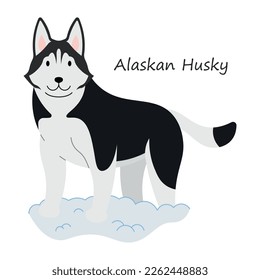 Alaskan Husky cute animal in colorful cartoon style isolated on white background. Vector graphics. It is an athletic working dog that arose from a cross between several similar yet distinctive breeds.