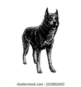 Alaskan Husky hand drawing vector isolated on white background.