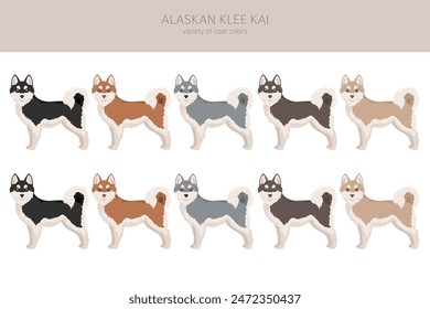 Alaskan Klee Kai all colours clipart. Different coat colors set. Vector illustration