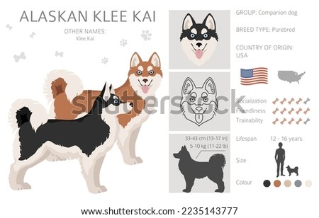 Alaskan klee kai all colours clipart. Different coat colors set. Vector illustration