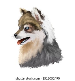 Alaskan Klee Kai dog breed digital art vector illustration. Cute domestic purebred animal. Portrait of alaskan pedigree, profile view of long haired doggy purebred print. Spitz-type breed Malamute