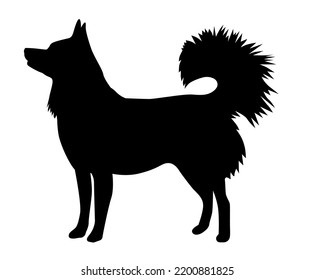 Alaskan klee kai silhouette eines stehenden Hundes