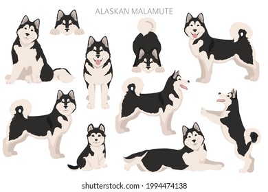 Alaskan malamute all colours clipart. Different coat colors and poses set.  Vector illustration