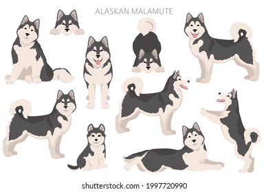 Alaskan malamute all colours clipart. Different coat colors and poses set.  Vector illustration