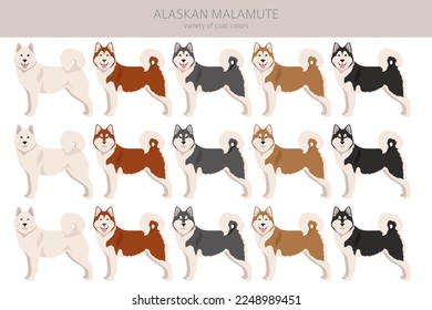 Alaskan malamute all colours clipart. Different coat colors and poses set.  Vector illustration