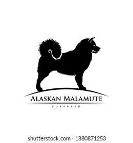 Alaskan malamute - dog breed - isolated vector illustration